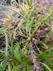 Microseris bigelovii