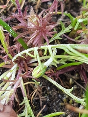 Microseris bigelovii