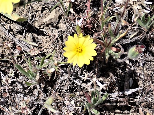 Image of Lagophylla minor by no rights reserved
