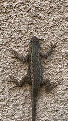 Sceloporus occidentalis