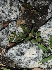 Image of Euphorbia ophthalmica