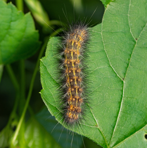 Salt Marsh Moth photo 3