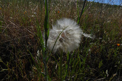 Tragopogon porrifolius