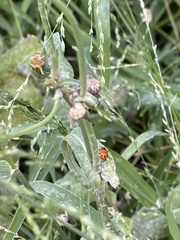 Hippodamia convergens