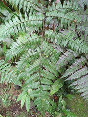 Diplazium laxifrons