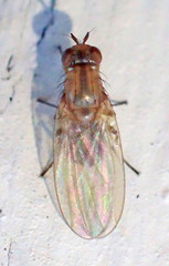Meiosimyza