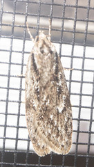 Semioscopis aurorella