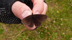 Idioneurula erebioides