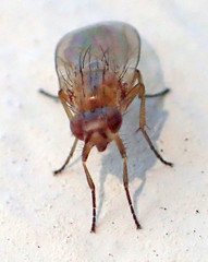 Meiosimyza