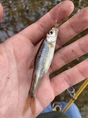 Notropis hudsonius
