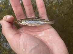 Notropis hudsonius