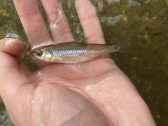 Notropis hudsonius