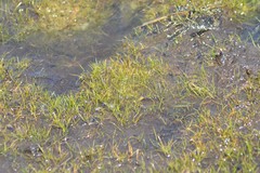 Eleocharis parvula