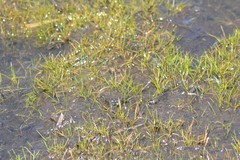 Eleocharis parvula