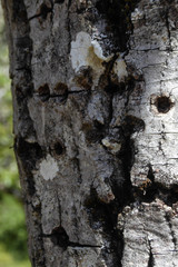 Sphyrapicus ruber