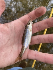 Notropis hudsonius