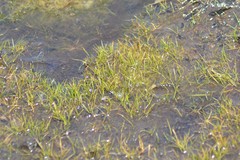 Eleocharis parvula