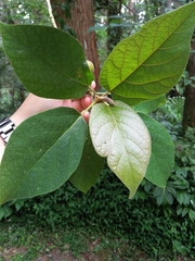 Ficus erecta beecheyana