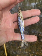 Notropis hudsonius