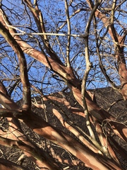 Lagerstroemia indica