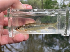 Notropis hudsonius