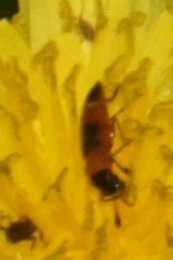 Anthocomus equestris