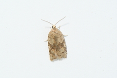 Acleris stadiana