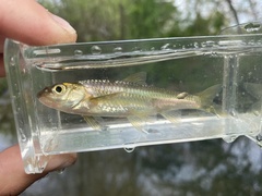 Notropis hudsonius