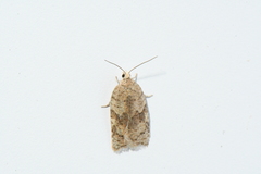 Acleris stadiana