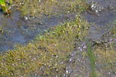 Eleocharis parvula