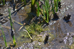 Eleocharis parvula