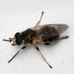 Blera pictipes