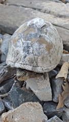 Kinosternon hirtipes murrayi