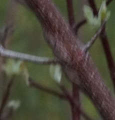 Neolasioptera cornicola