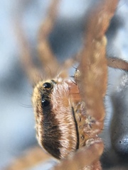 Lycosidae