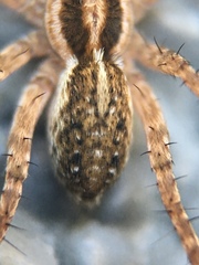 Lycosidae