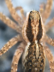 Lycosidae