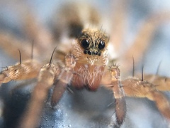 Lycosidae