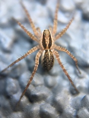 Lycosidae
