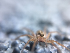 Lycosidae