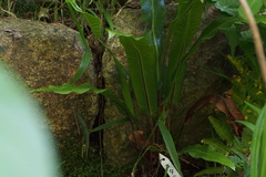 Asplenium komarovii