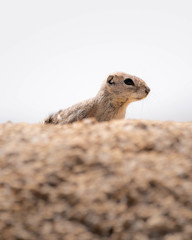 Xerospermophilus tereticaudus