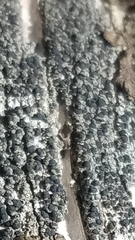 Polyblastia