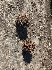 Liquidambar styraciflua