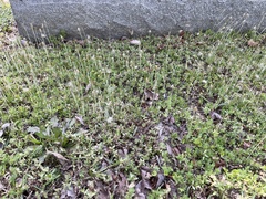 Chevreulia acuminata