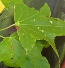 Diaspidiotus liquidambaris