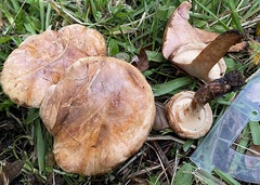 Paxillus ammoniavirescens