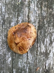 Paxillus ammoniavirescens