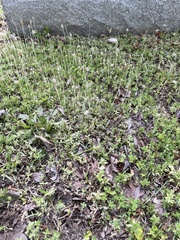 Chevreulia acuminata