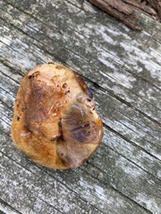 Paxillus ammoniavirescens